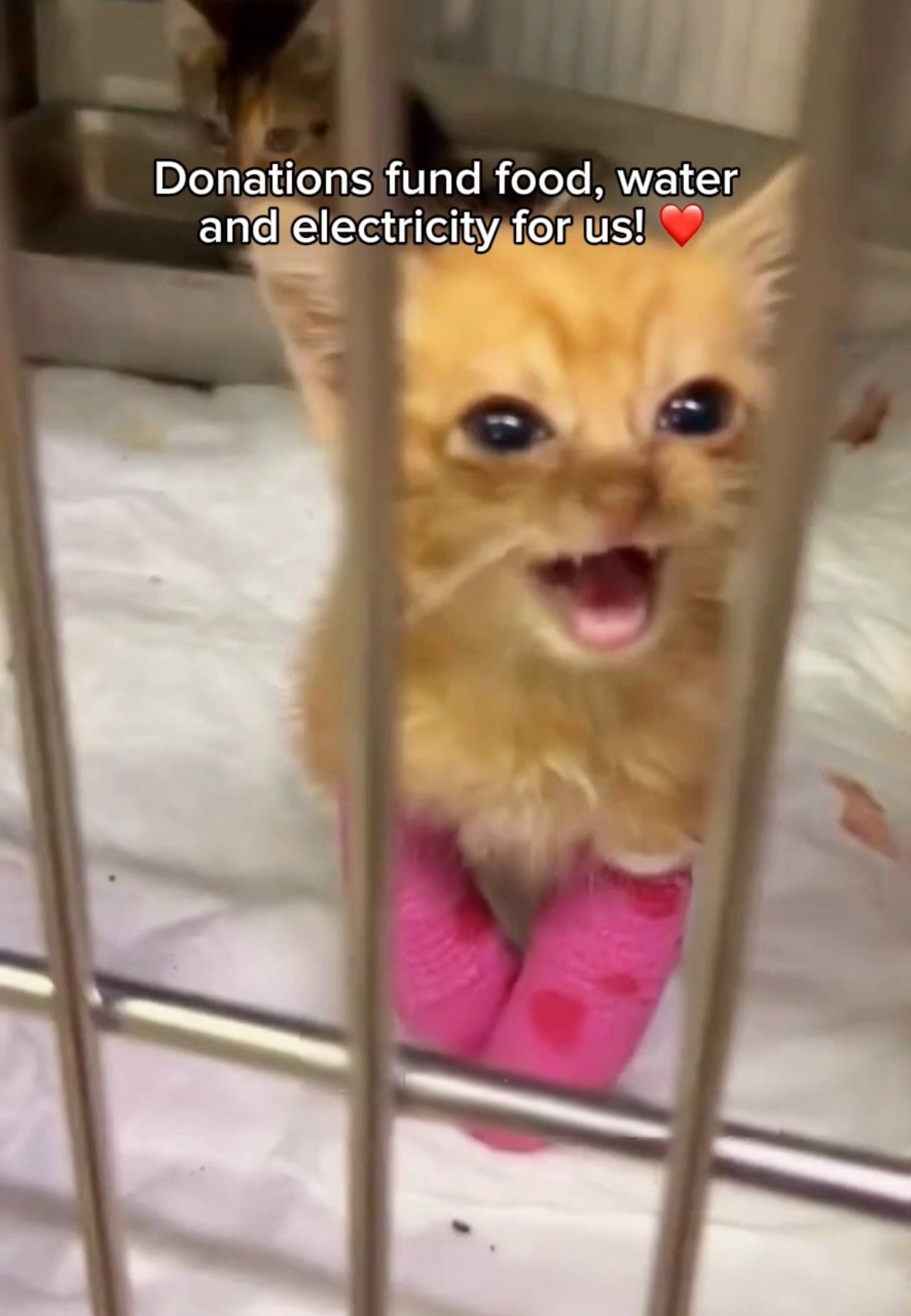 Support our mission with donationss